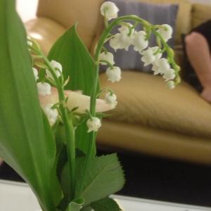 Lily of the Valley