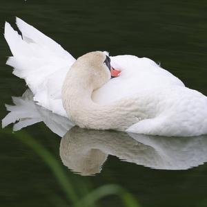 Mute Swan