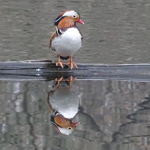 Mandarin Duck