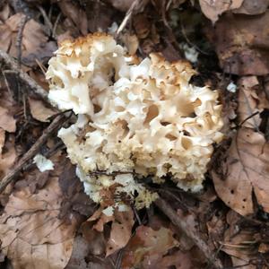 Eastern Cauliflower Mushroom