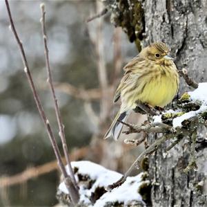 Yellowhammer