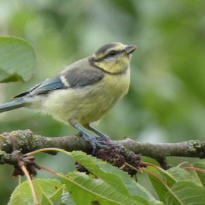 Blue Tit