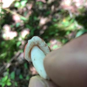 Emetic Russula