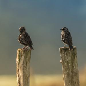 Common Starling