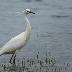 Little Egret