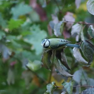 Blue Tit