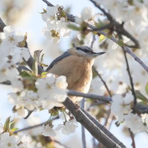 Wood Nuthatch