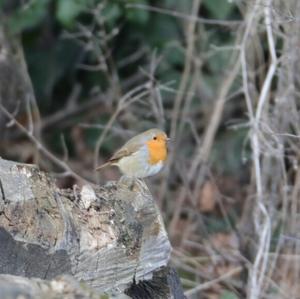 European Robin