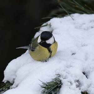 Great Tit