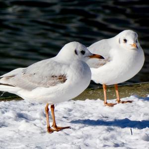 Black-headed Gull