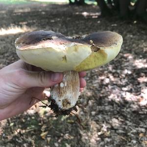 King Bolete