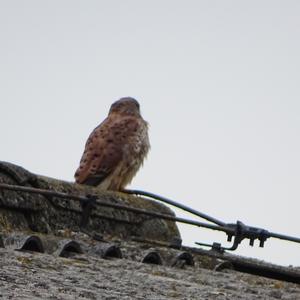 Common Kestrel