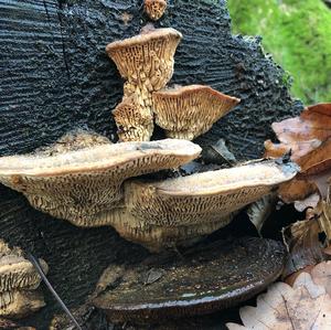 Thick-maze Oak polypore