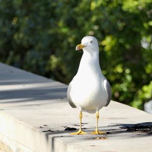 Yellow-legged Gull