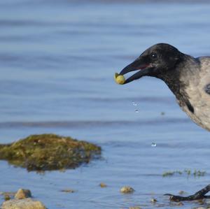 Hooded Crow