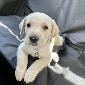 Retriever (Labrador)