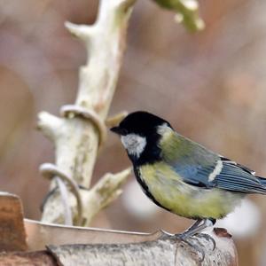 Great Tit