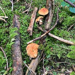 Hedgehog Fungus, Common