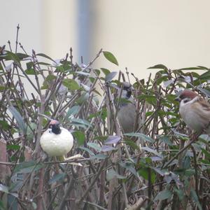 Eurasian Tree Sparrow