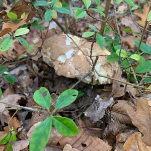 Summer Bolete