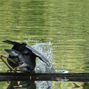 Grey Heron