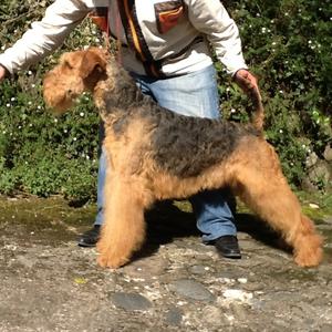 Unknown Breed