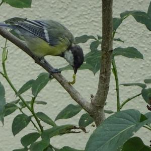 Great Tit