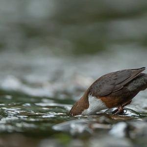 White-throated Dipper