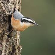 Red-breasted Nuthatch