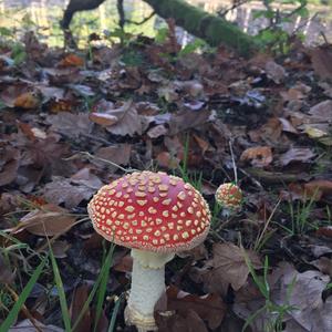 Fly Agaric