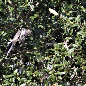 Northern Mockingbird