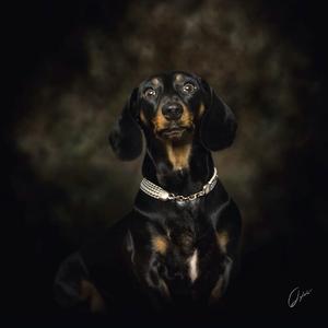 Dachshund