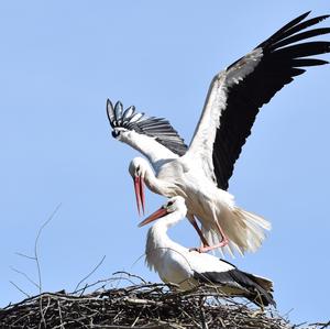 White Stork