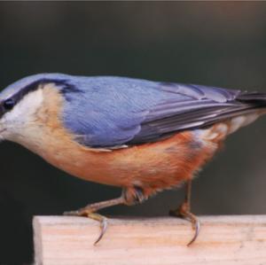 Wood Nuthatch