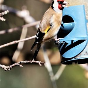 European Goldfinch