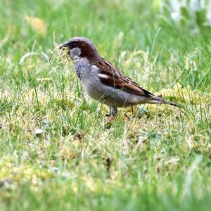 House Sparrow