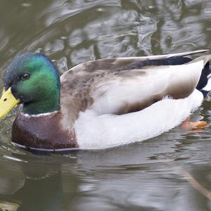 Mallard