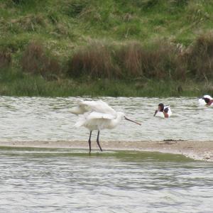 Eurasian Spoonbill