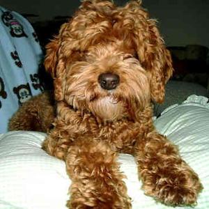 Unknown Breed
