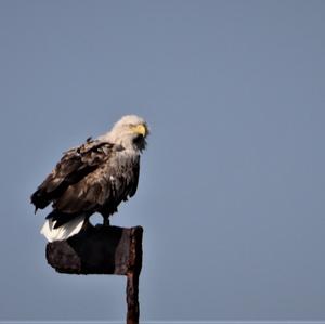 White-tailed Eagle