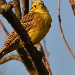 Yellowhammer