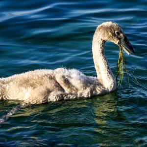 Mute Swan