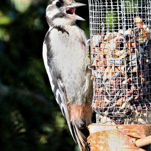 Great Spotted Woodpecker