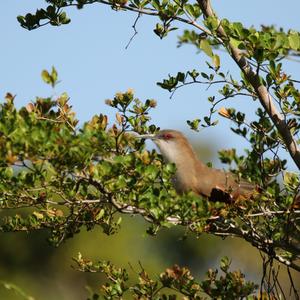 Great Lizard-cuckoo