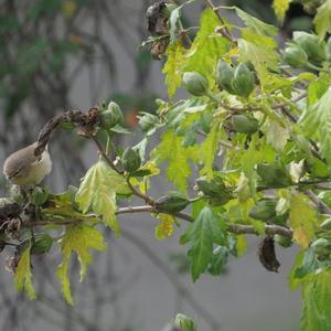 Common Chiffchaff