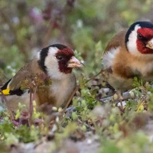 European Goldfinch