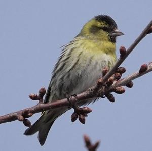 Eurasian Siskin