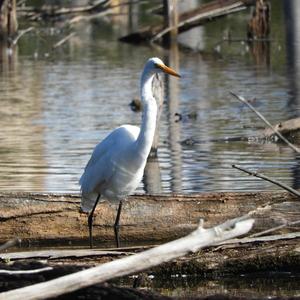 Great Egret