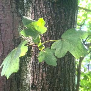 Field Maple