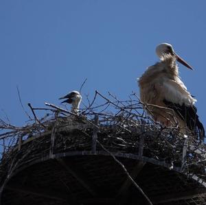 White Stork